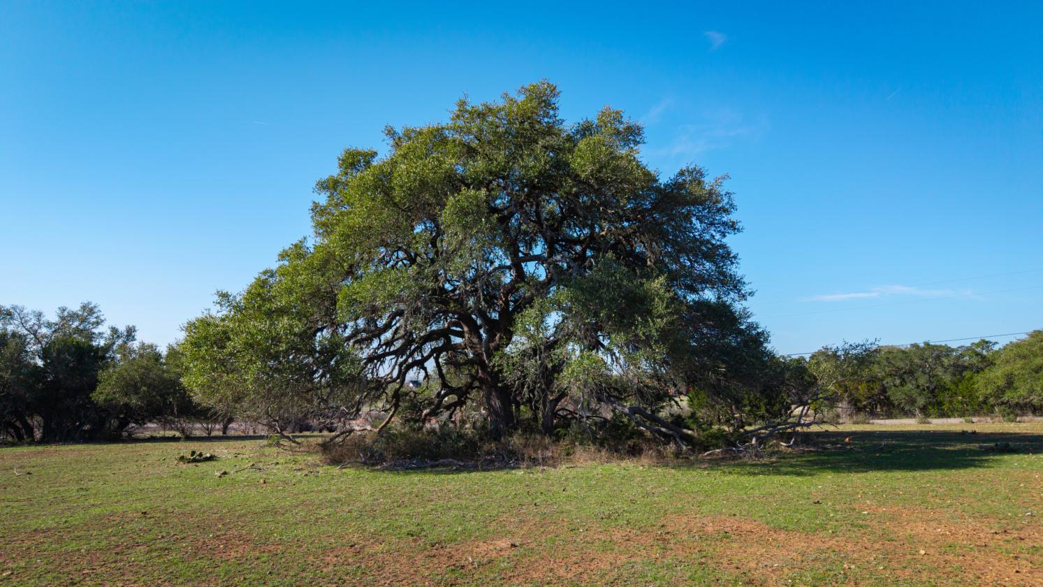 19.99 Acres With 2 Homes, Ideally Fenced - photo 24