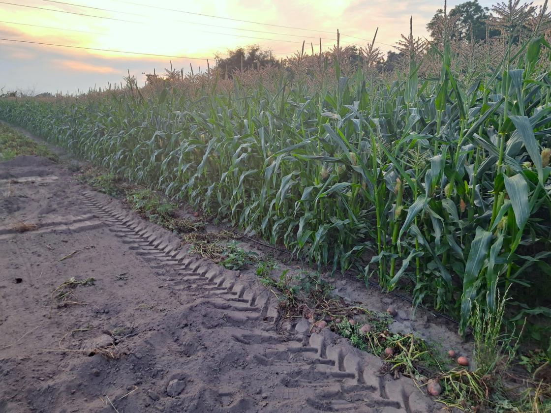 Prime 76 acre farm in Jackson County - photo 5