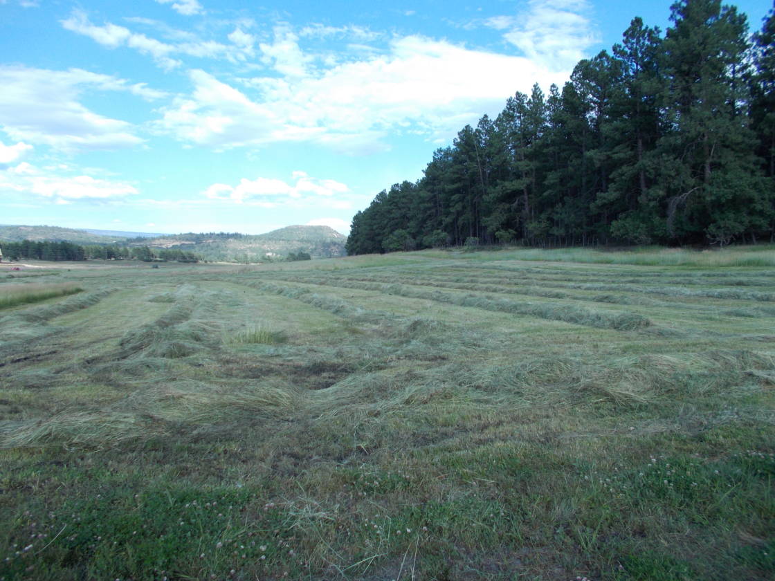 35 Acres Beautiful Horse Property with Custom Luxury Home Bayfield