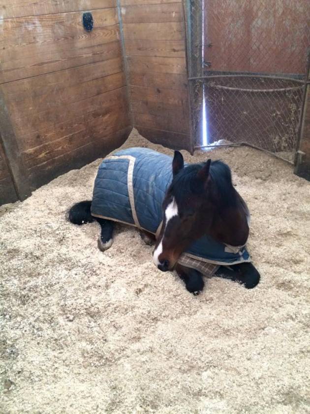Carlisle Springs Farm - photo 15