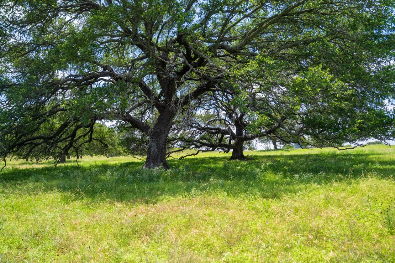 Equestrian Property On the Texas Wine Trail - photo 20