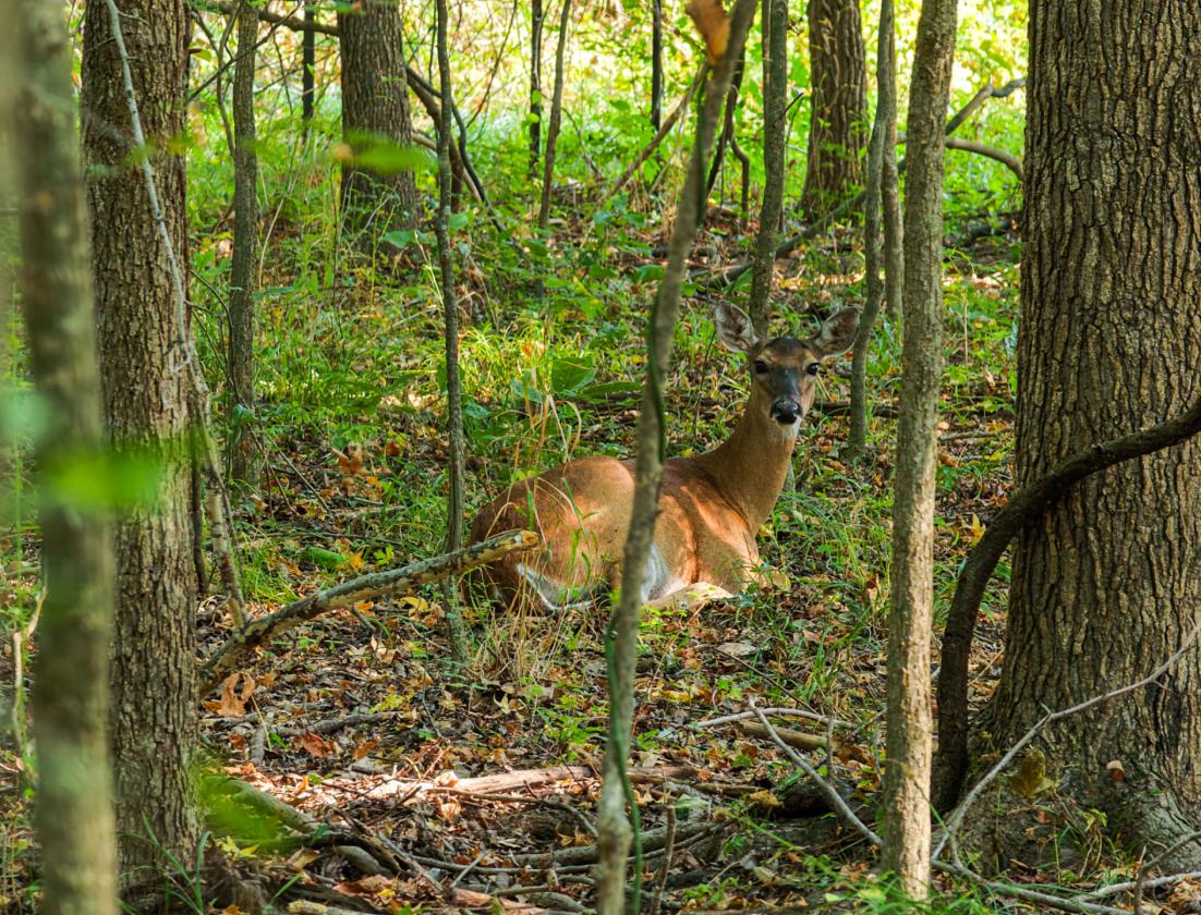 Running 6 Ranch - photo 13