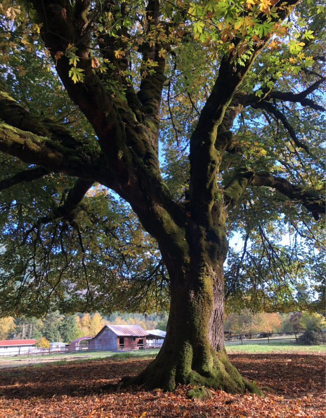 UNIQUE EQUESTRIAN AND ORGANIC FARM PROPERTY - photo 30
