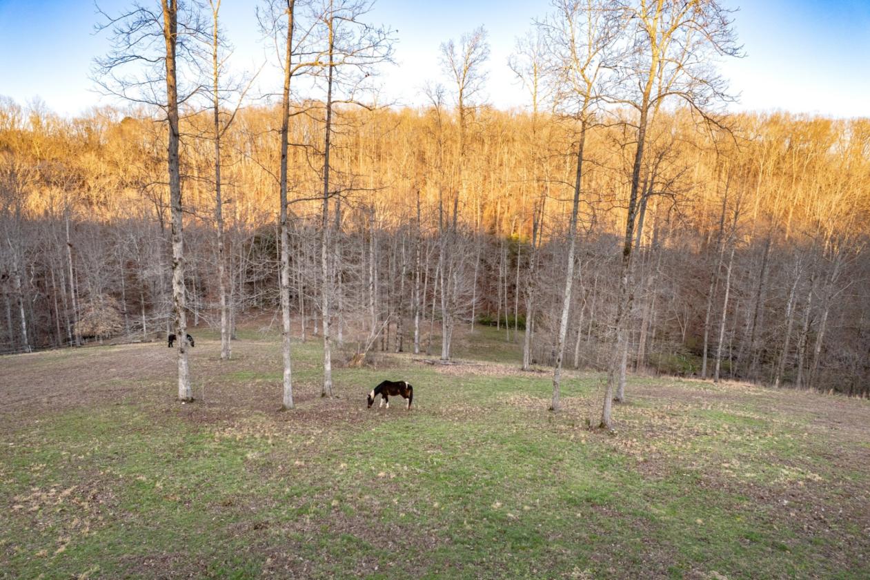 Creekside Equestrian Retreat on 19.3 acres - photo 7