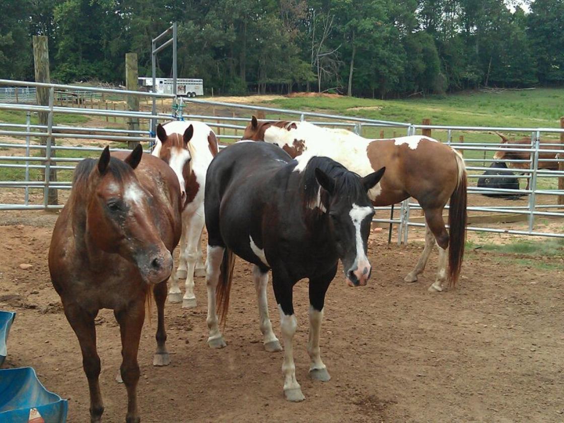 27.5 acre horse/cattle farm with paddocks and pond - photo 9
