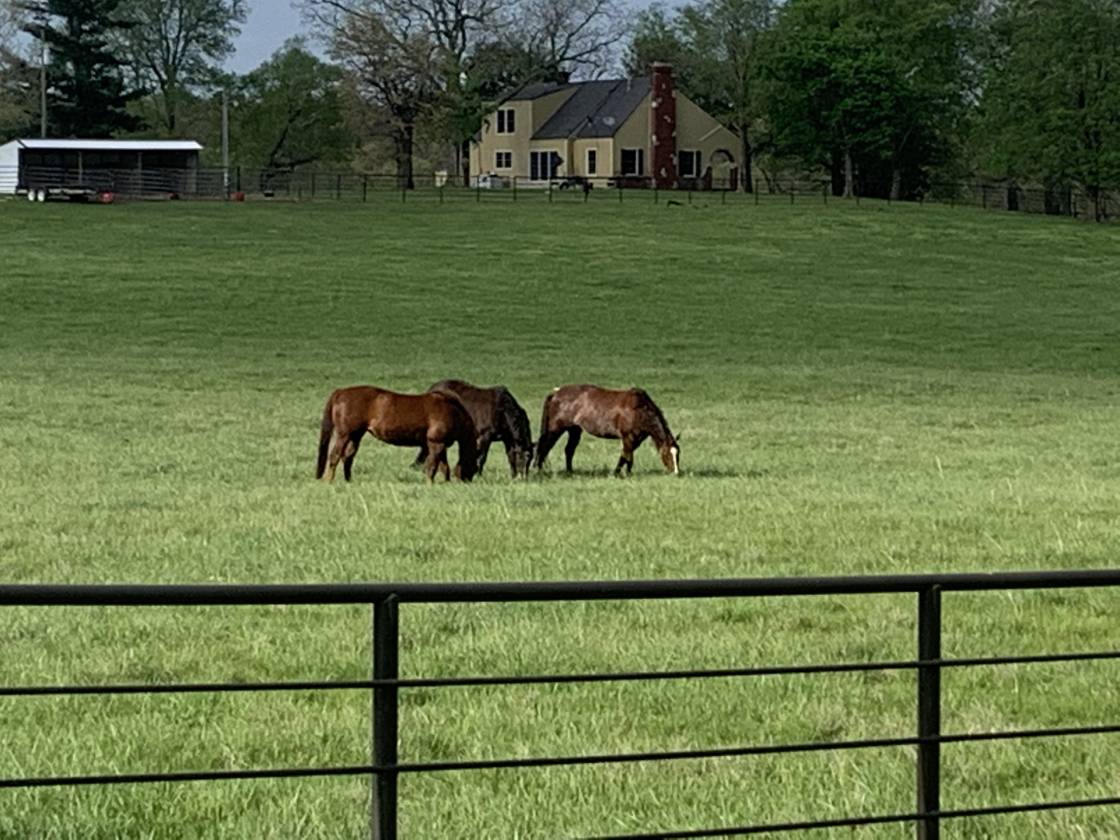 Horse Property for sale.