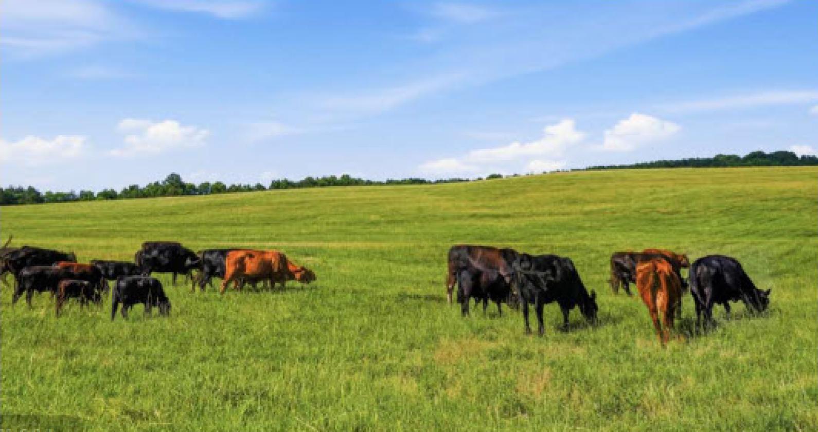 Pristine 189 acre cattle farm - photo 3
