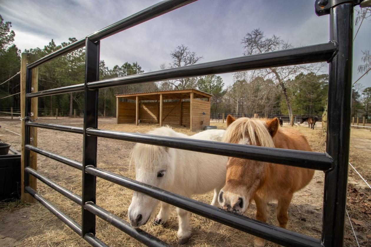 Affordable Horse Farm on 13 acres in Aiken County - photo 11