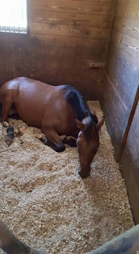 Carlisle Springs Farm - photo 7