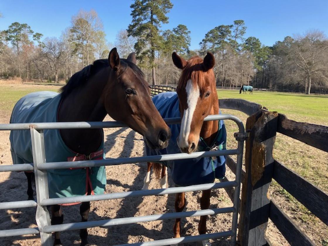 ONE OF A KIND HORSE FARM - photo 8