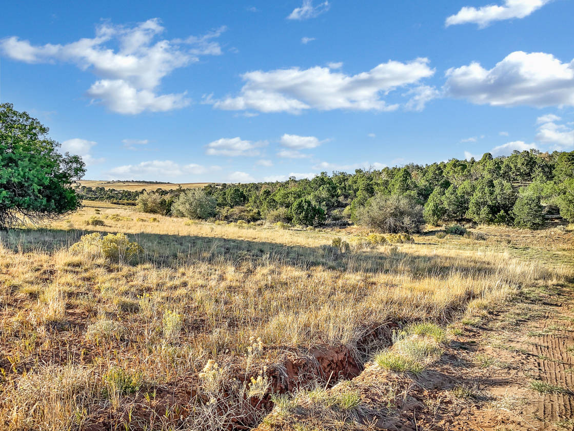 Colorado Horse property with custom home and views for