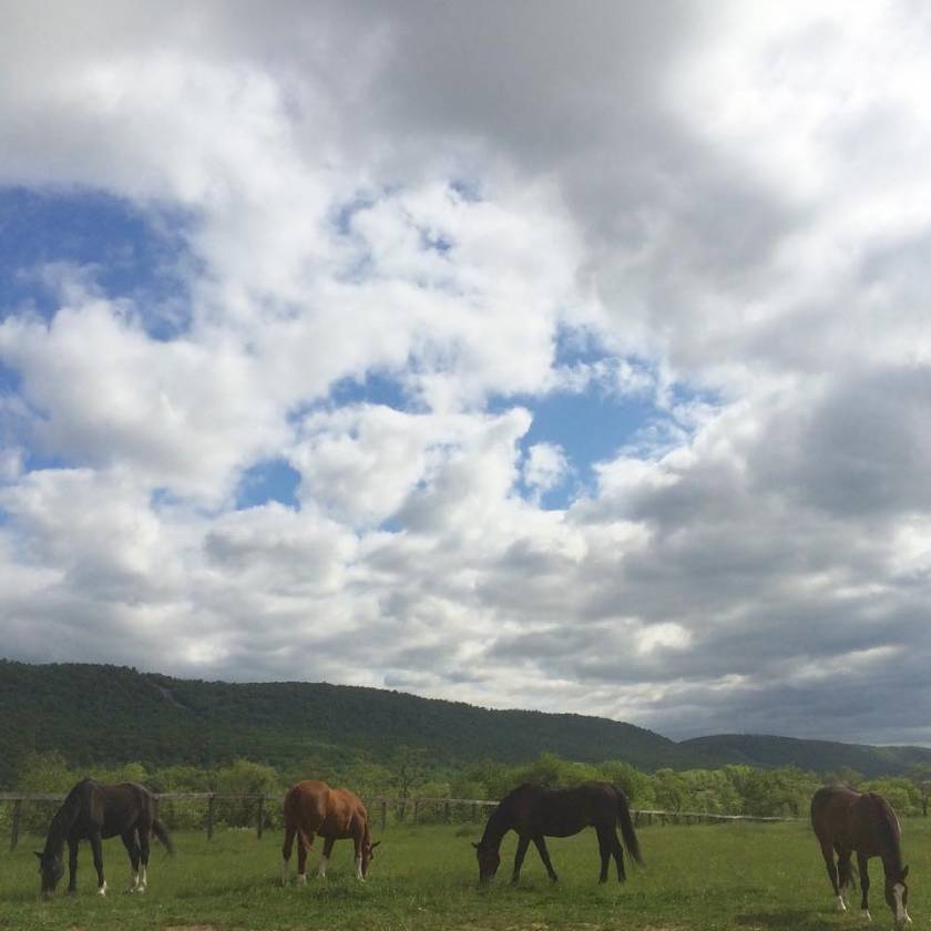 Carlisle Springs Farm - photo 10