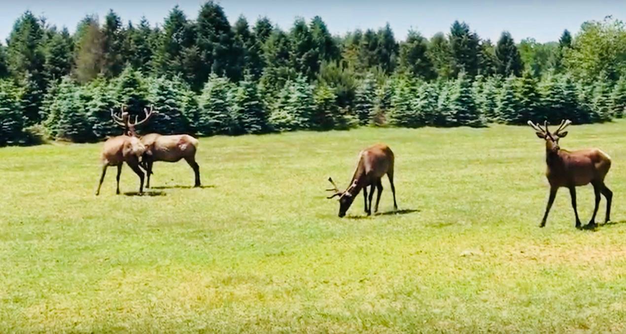 Horse farm for sale Applegate, Sanilac County, Michigan