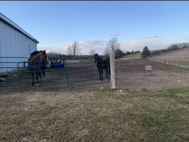Beautiful 165 Acre Farm Reaboro Kawartha Lakes Division County Ontario Horseproperties Net