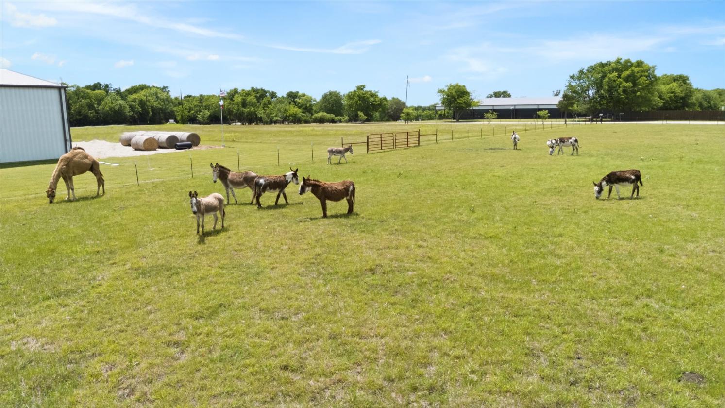 AMAZING HORSE PROPERTY 44+ ACRES - photo 6