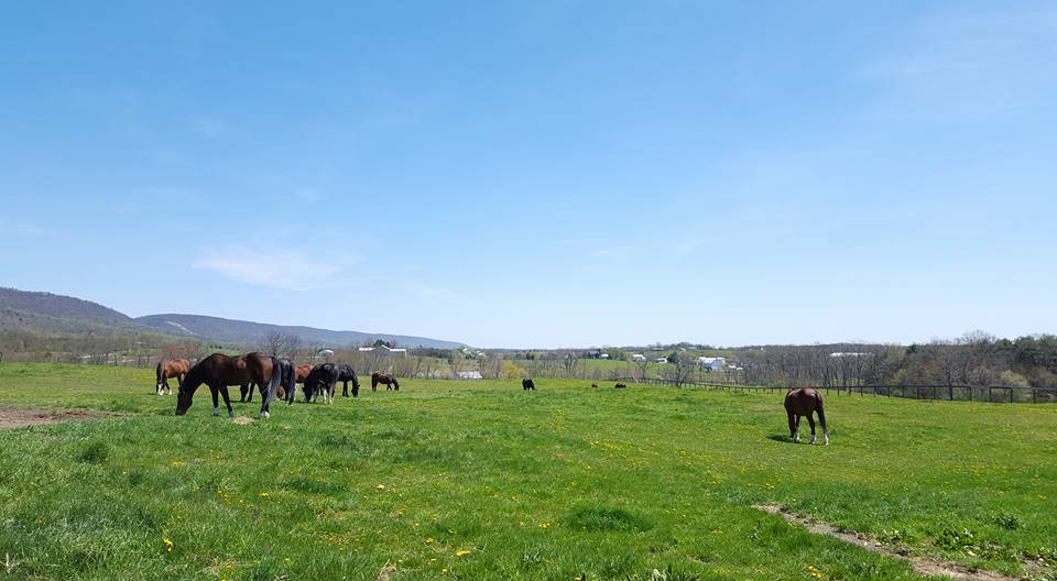 Carlisle Springs Farm - photo 9