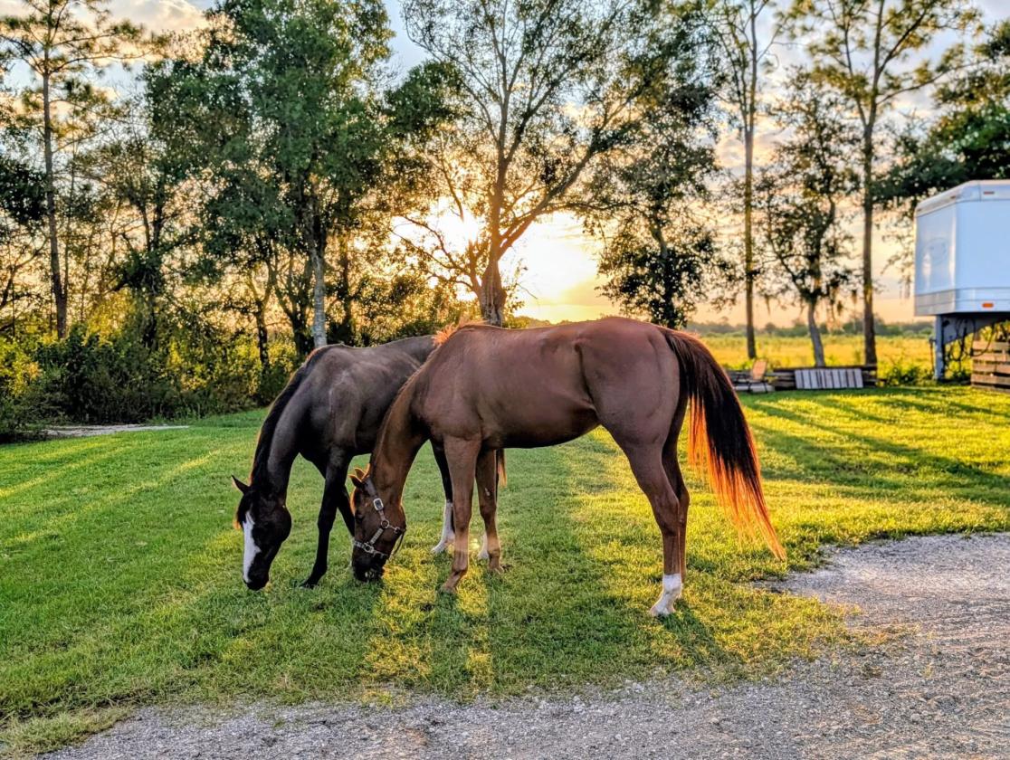 Upgraded equestrian estate on 5 acres - photo 26