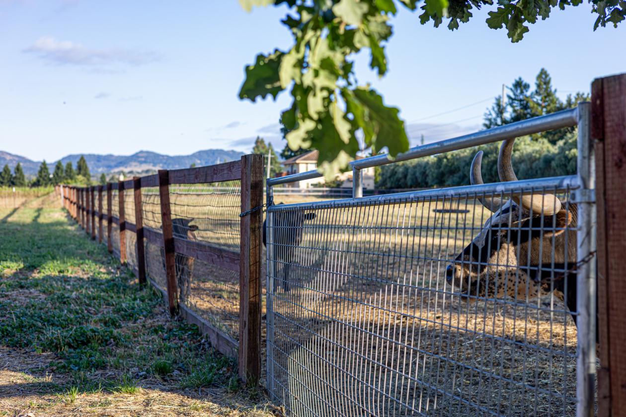 A Rare Two-Parcel Equestrian Estate in Napa Valley - photo 18