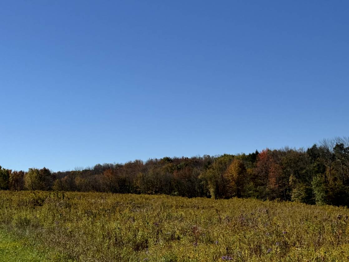 Horse Property for sale.