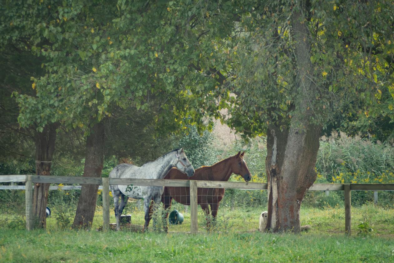 100 Acre Equestrian Estate with Infrastructure - photo 25