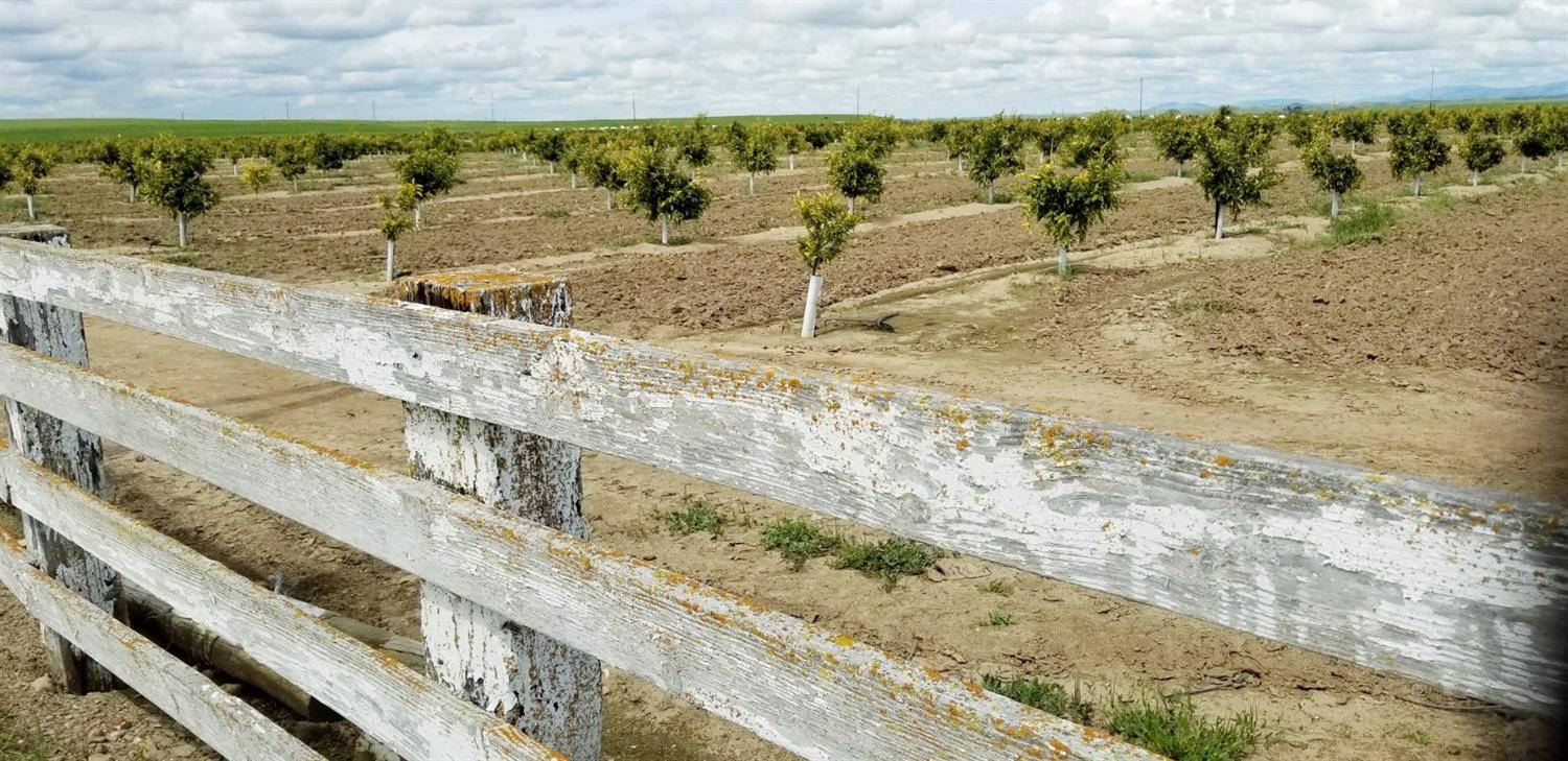 338 ac. Horse/Cattle Ranch with Citrus Crop in Madera, CA Madera