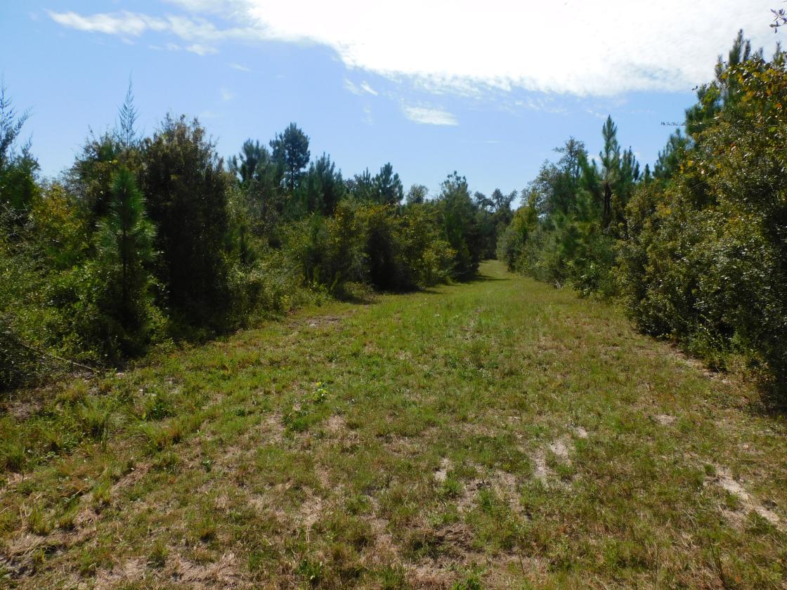 Croom Land - photo 17