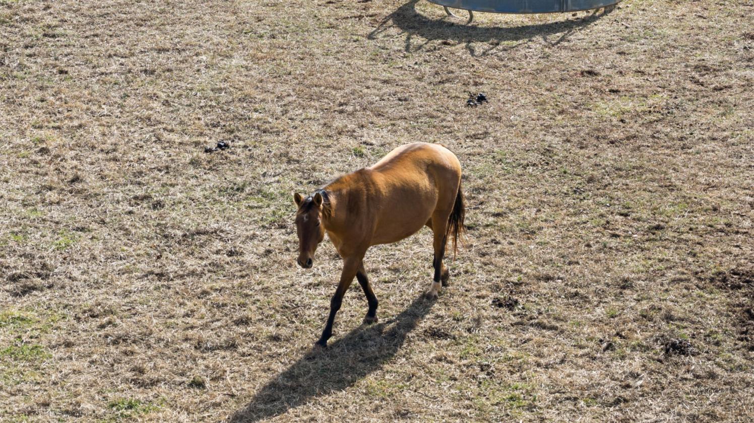 Sunny Side Up Farm | 9-Stall Equestrian Estate - photo 20