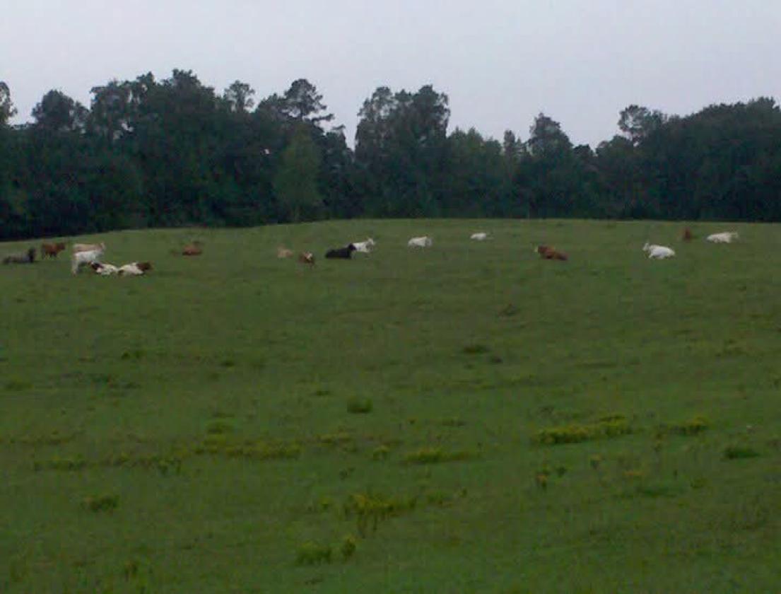 27.5 acre horse/cattle farm with paddocks and pond - photo 4