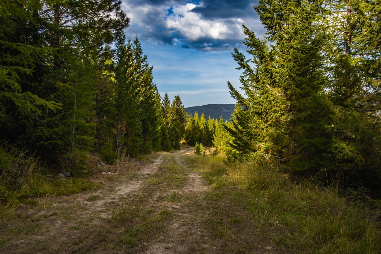 350 Acres & Private Access to MT Forest Service - photo 4