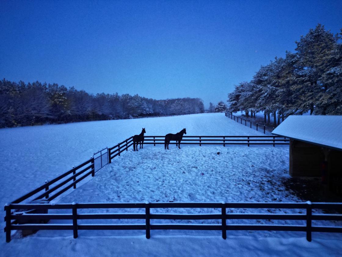 Southside Virginia Horse Farm - photo 11