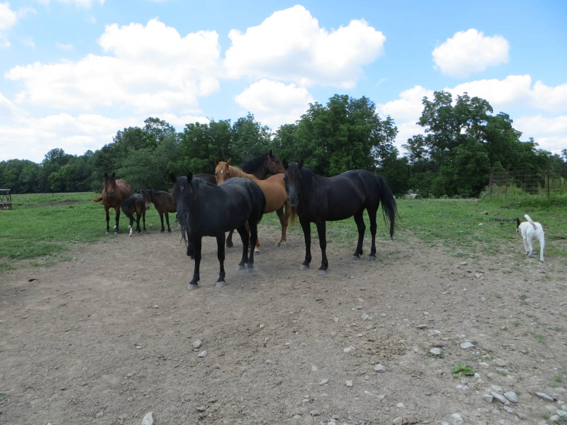 Horse farm for sale Parke County Indiana near Raccoon Lake Rockville, Parke County, Indiana