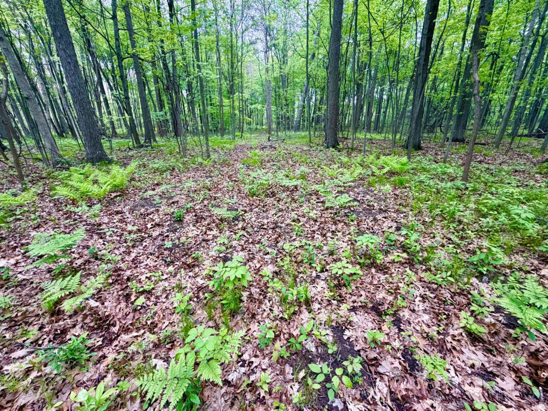 60Acres Equestrian Land with Scenic Trails - photo 29