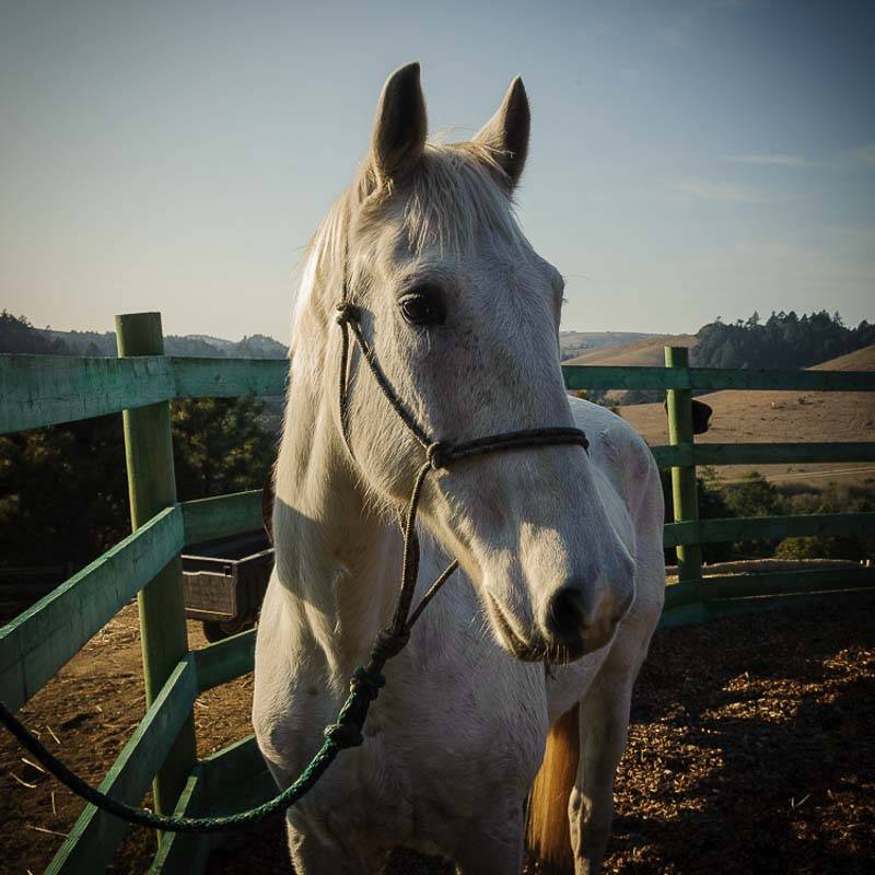 Horses, Home & Views in Bodega, Sonoma County Occidental, Sonoma