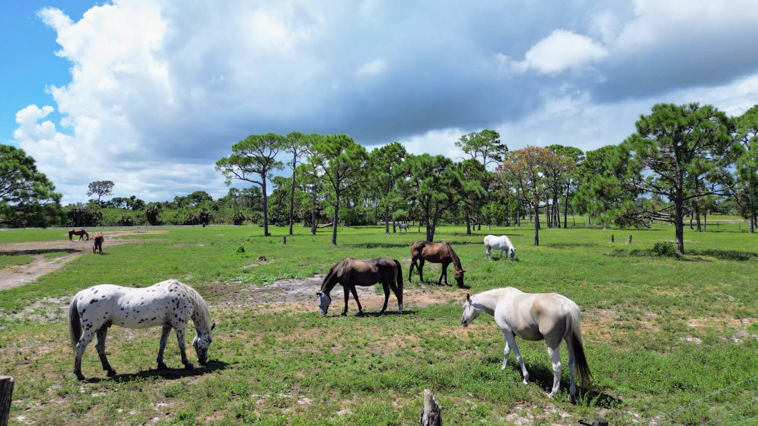 Large Scale Equestrian Boarding/ Training Facility - photo 28