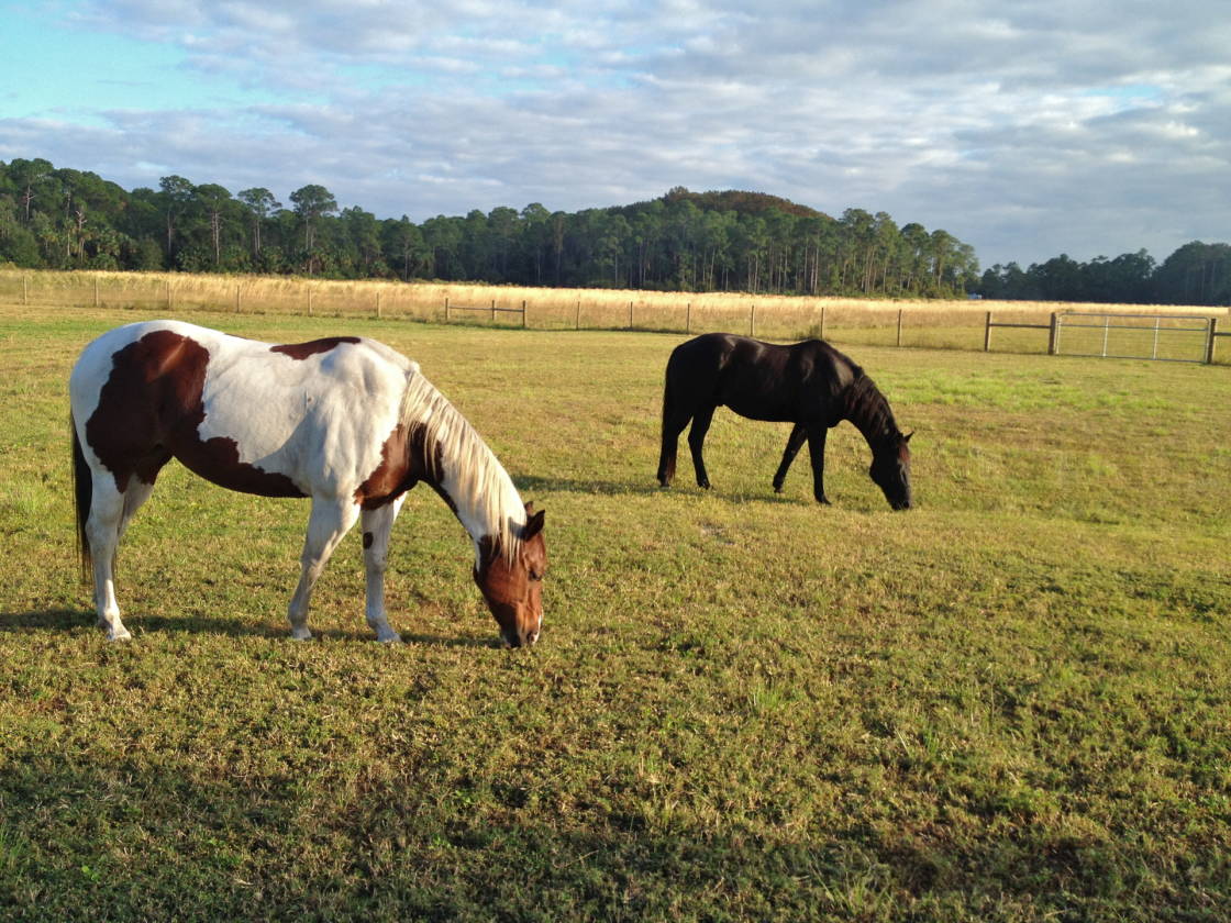 Horse Property for sale with Acreage & Opportunity North Fort