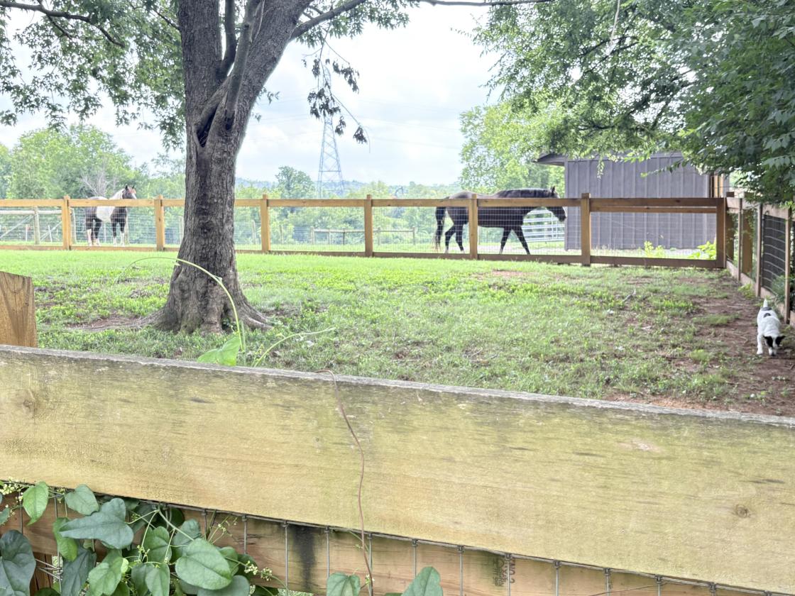 Horse Lover’s Dream on 3.71 Fenced Acres!! - photo 24
