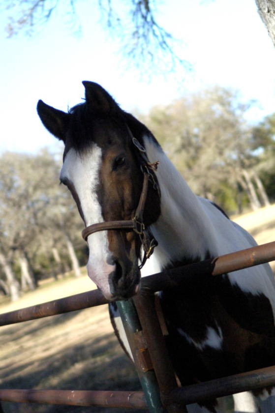 Horse Farm For Sale Texas Kerr County Ranch