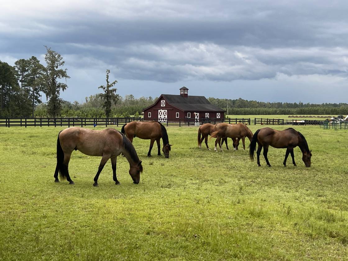 Horse Property for sale.