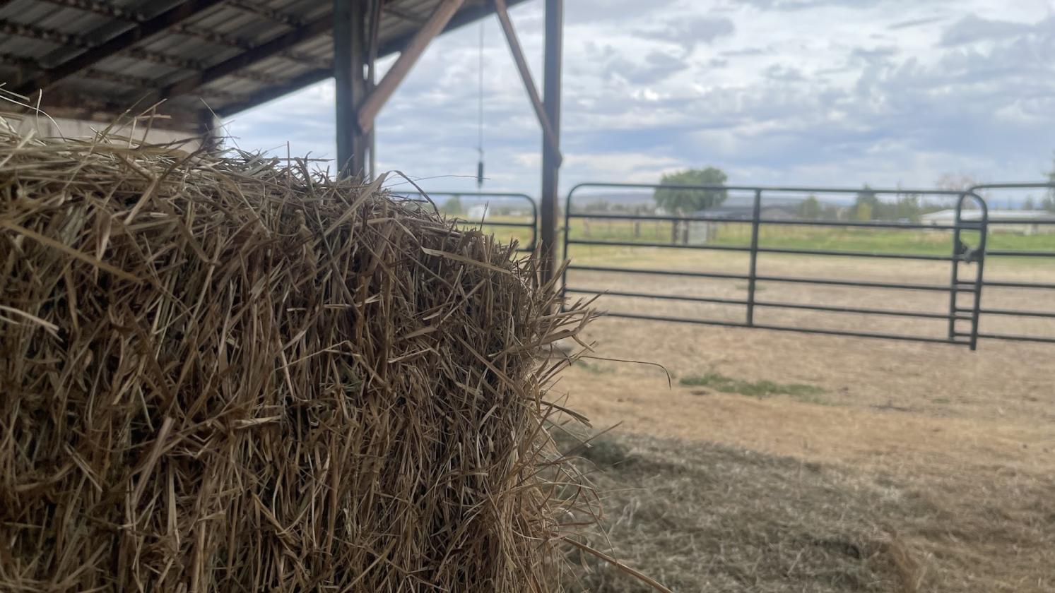 29 Acres | 24.34 Irrigated | Horse-Ready - photo 10