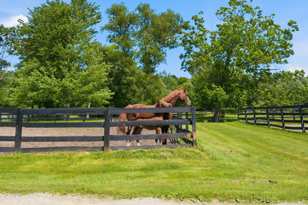 St. Clair Equestrian Facility set on 46 acres! - photo 16