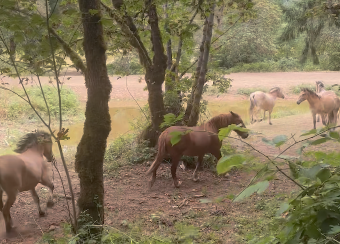 UNIQUE EQUESTRIAN AND ORGANIC FARM PROPERTY - photo 29