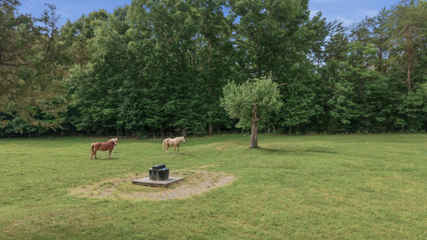 Equestrian Estate Bordering State Forest! - photo 3