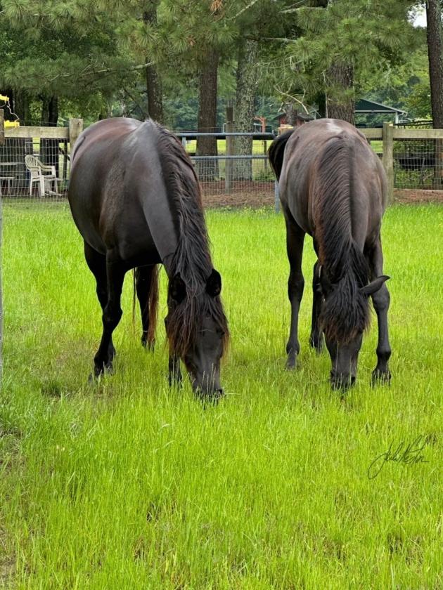 Experience the Ultimate Equestrian Lifestyle - photo 3