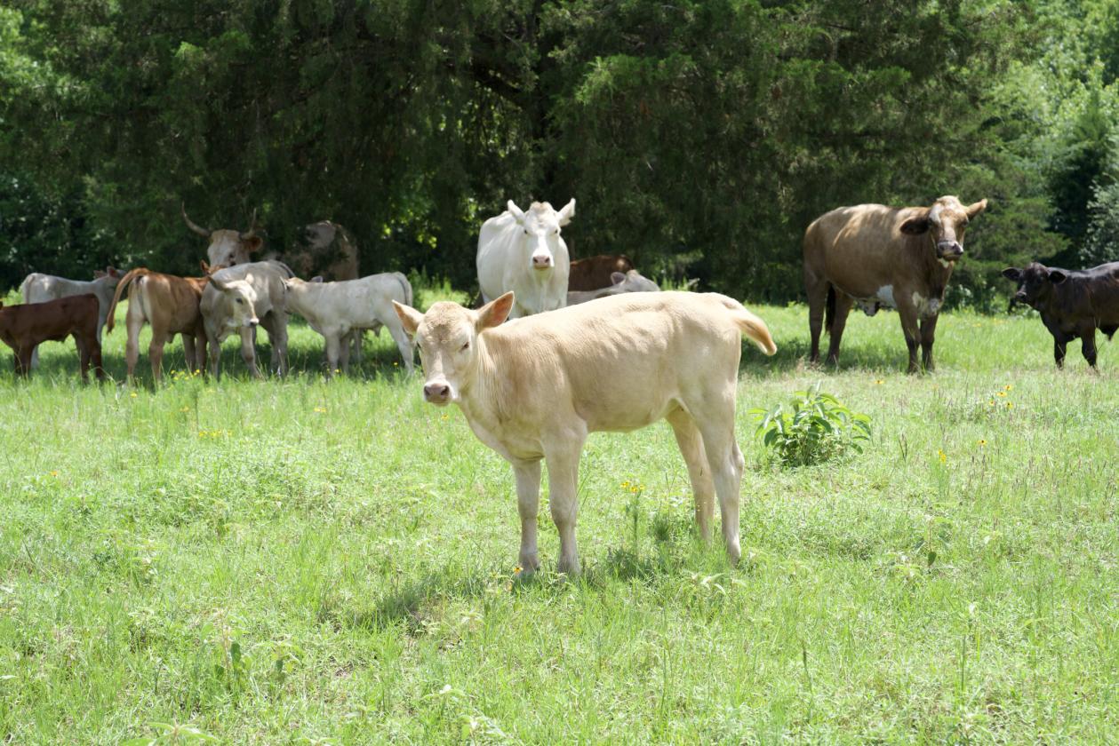273+/- Acres With 20,000 Square Covered Arena - photo 21