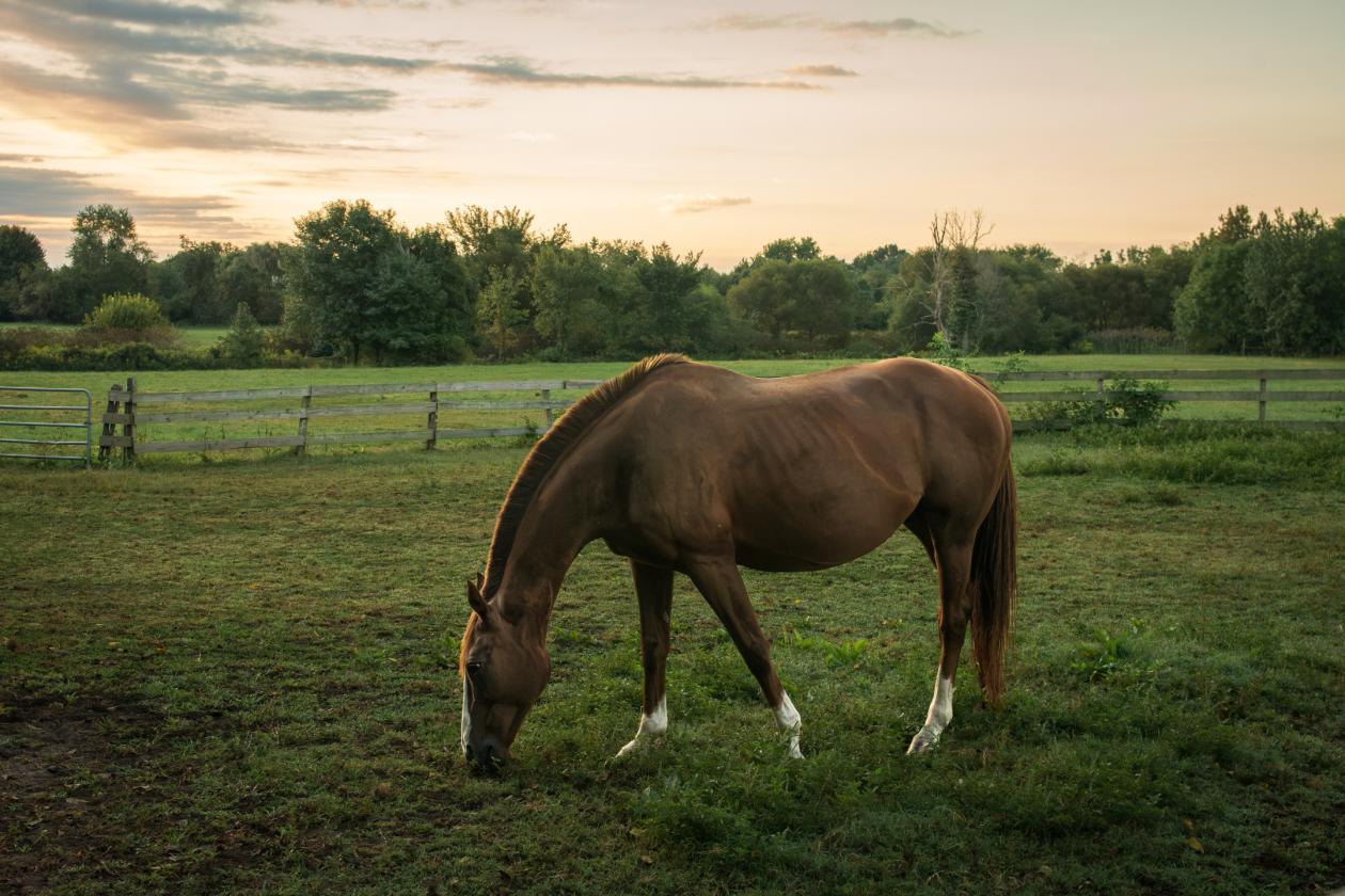 100 Acre Equestrian Estate with Infrastructure - photo 12