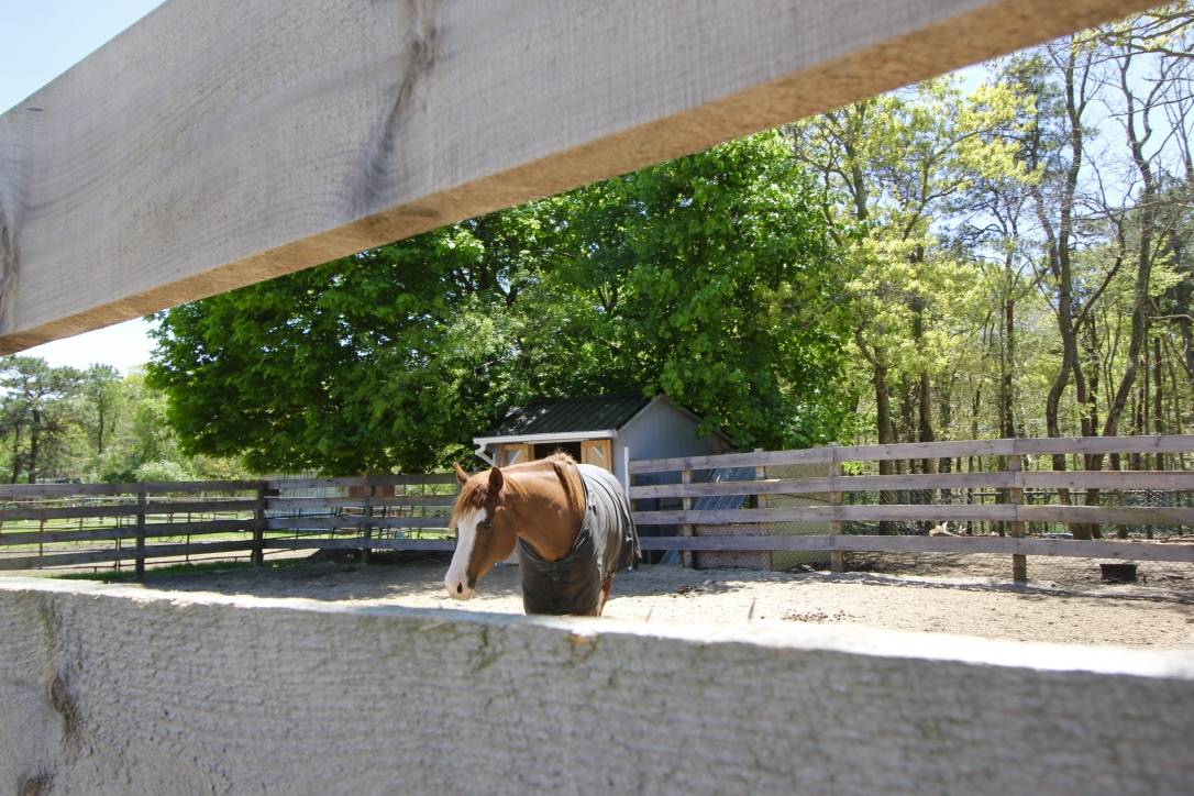 Equestrian Property on Cape Cod Falmouth, Barnstable County, Massachusetts Horse farm