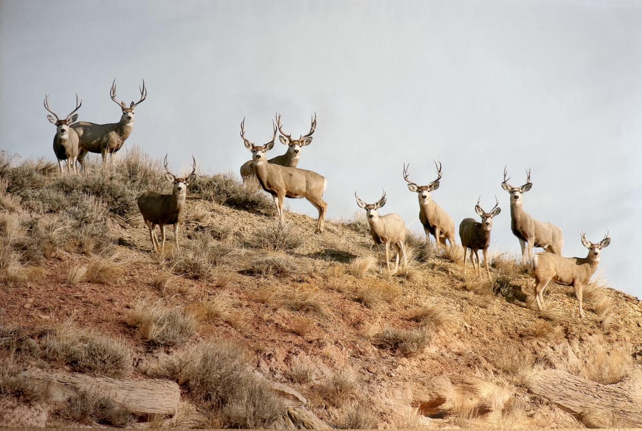Premier Horse Property With Trophy Mule Deer - photo 29