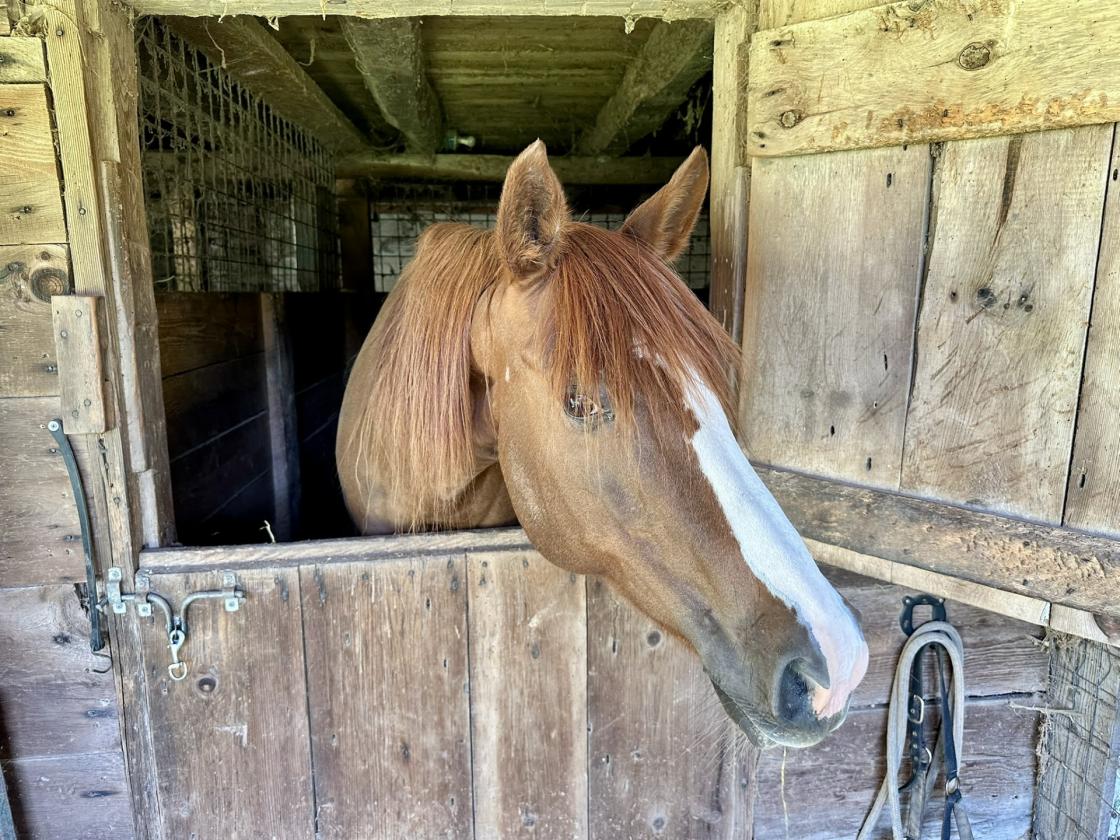 Horse farmette fully restored, 6 stall bank barn - photo 10