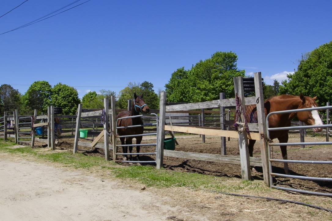 Equestrian Property on Cape Cod Falmouth, Barnstable County, Massachusetts Horse farm