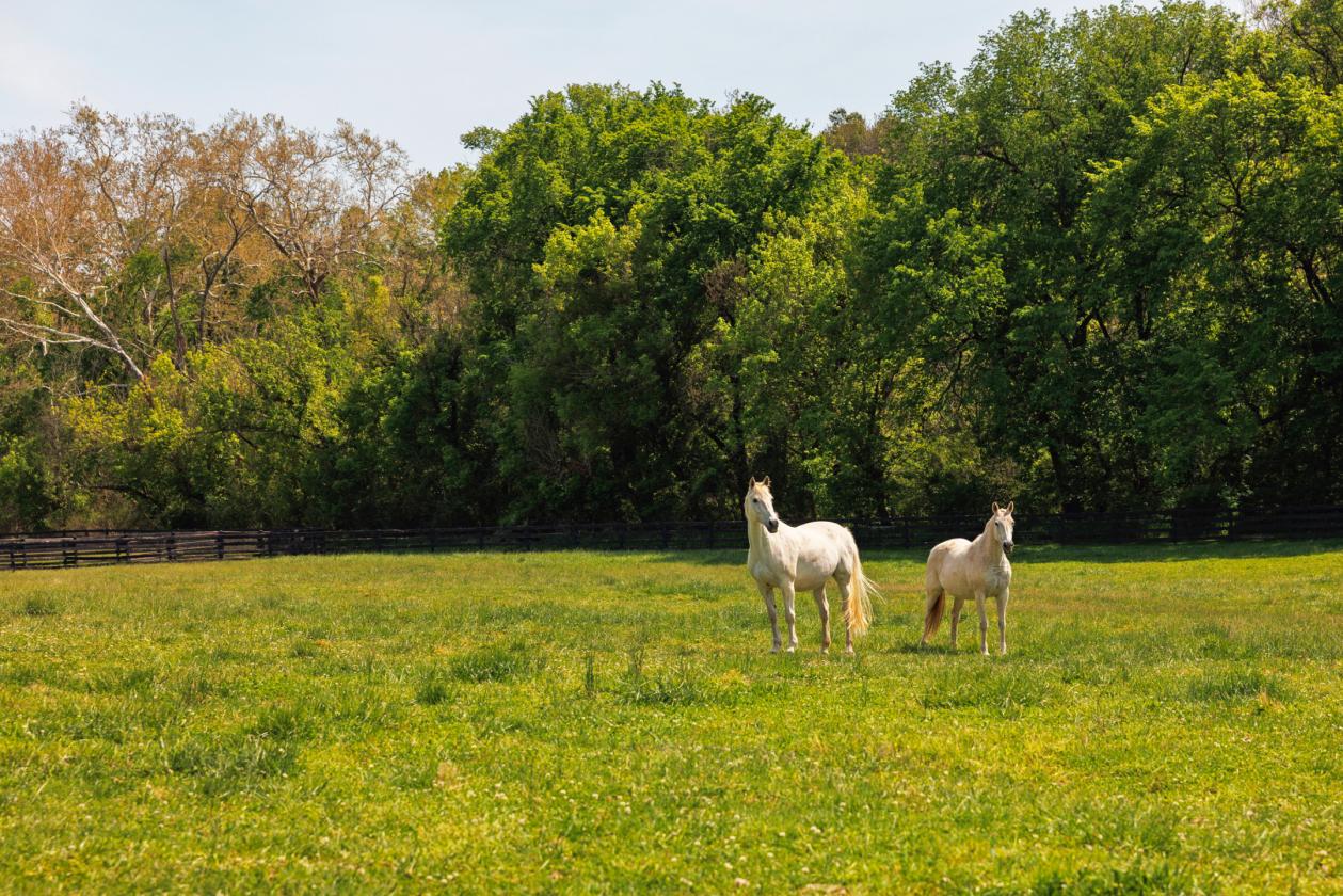 Stunning 1,000+ Acre Equestrian Land - photo 21